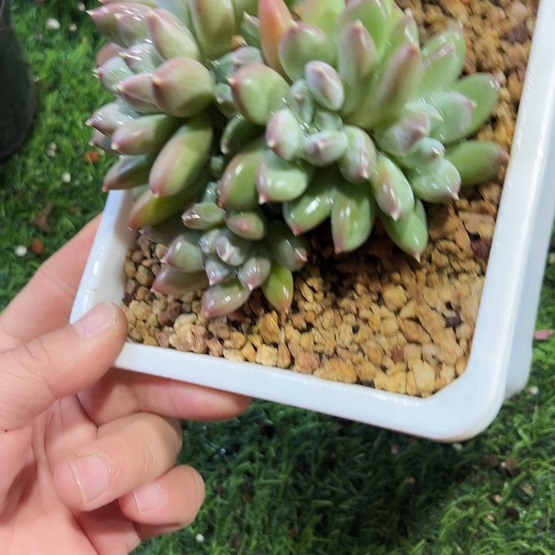 天使之吻31号多肉植物