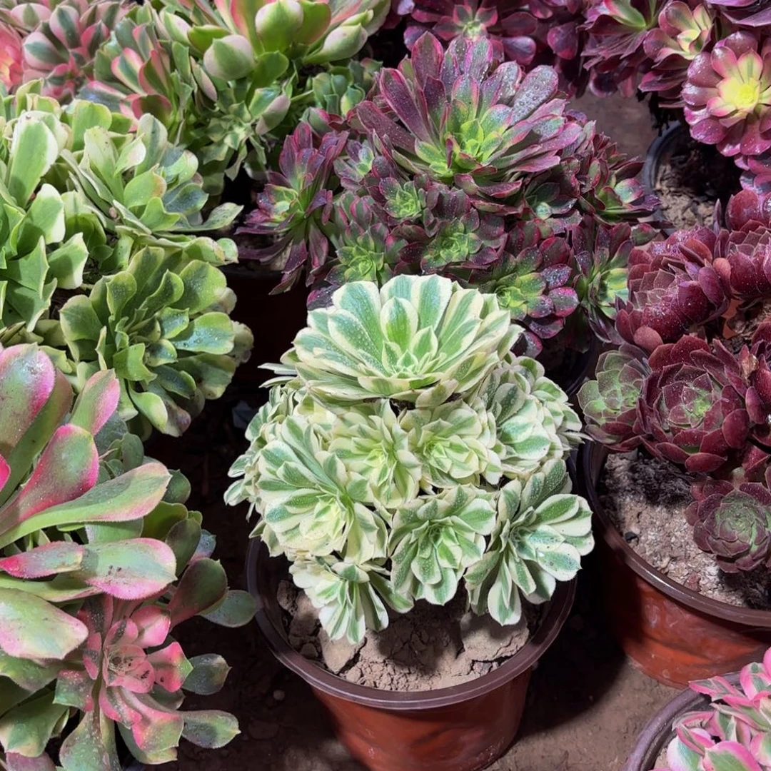 迈巴赫9.9多肉植物