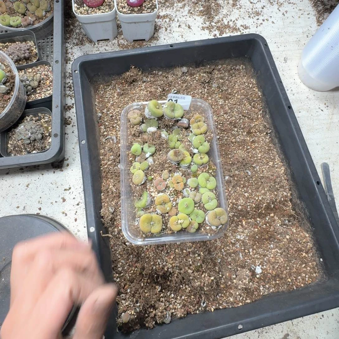 z****a01。多肉植物一盒