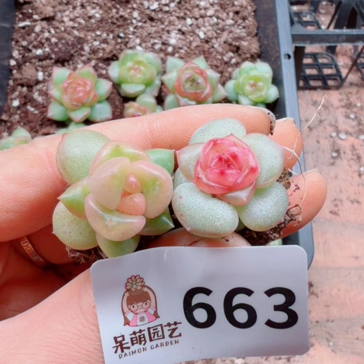 多肉植物多肉植物