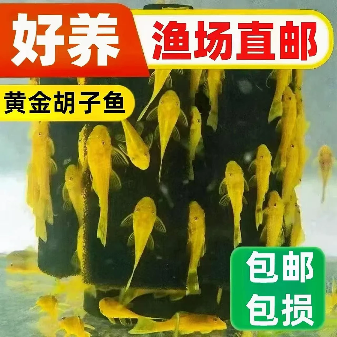 黄金胡子鱼清洁吸盘大帆清道夫除藻小型淡水鱼热带鱼好养耐活包邮