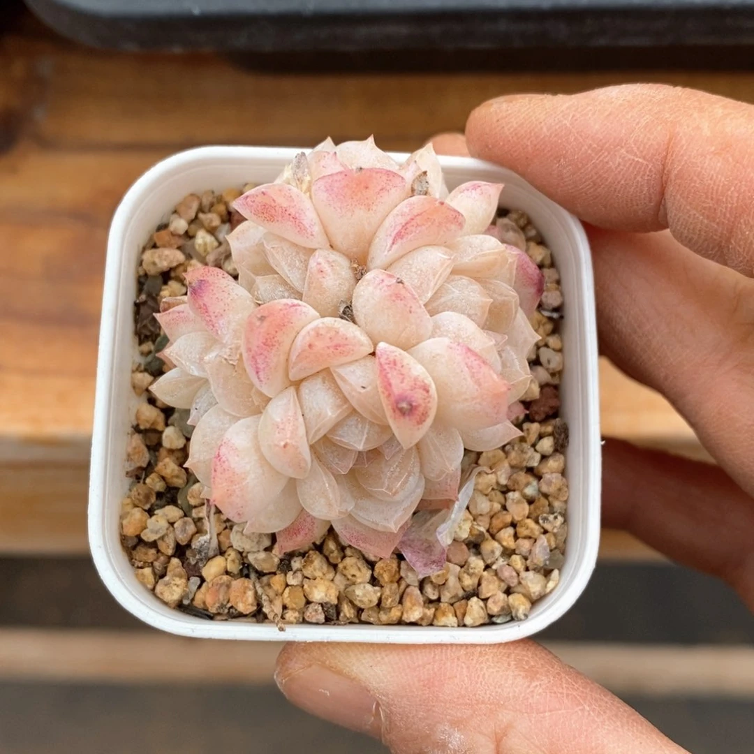 精品多肉一物一拍不包整308