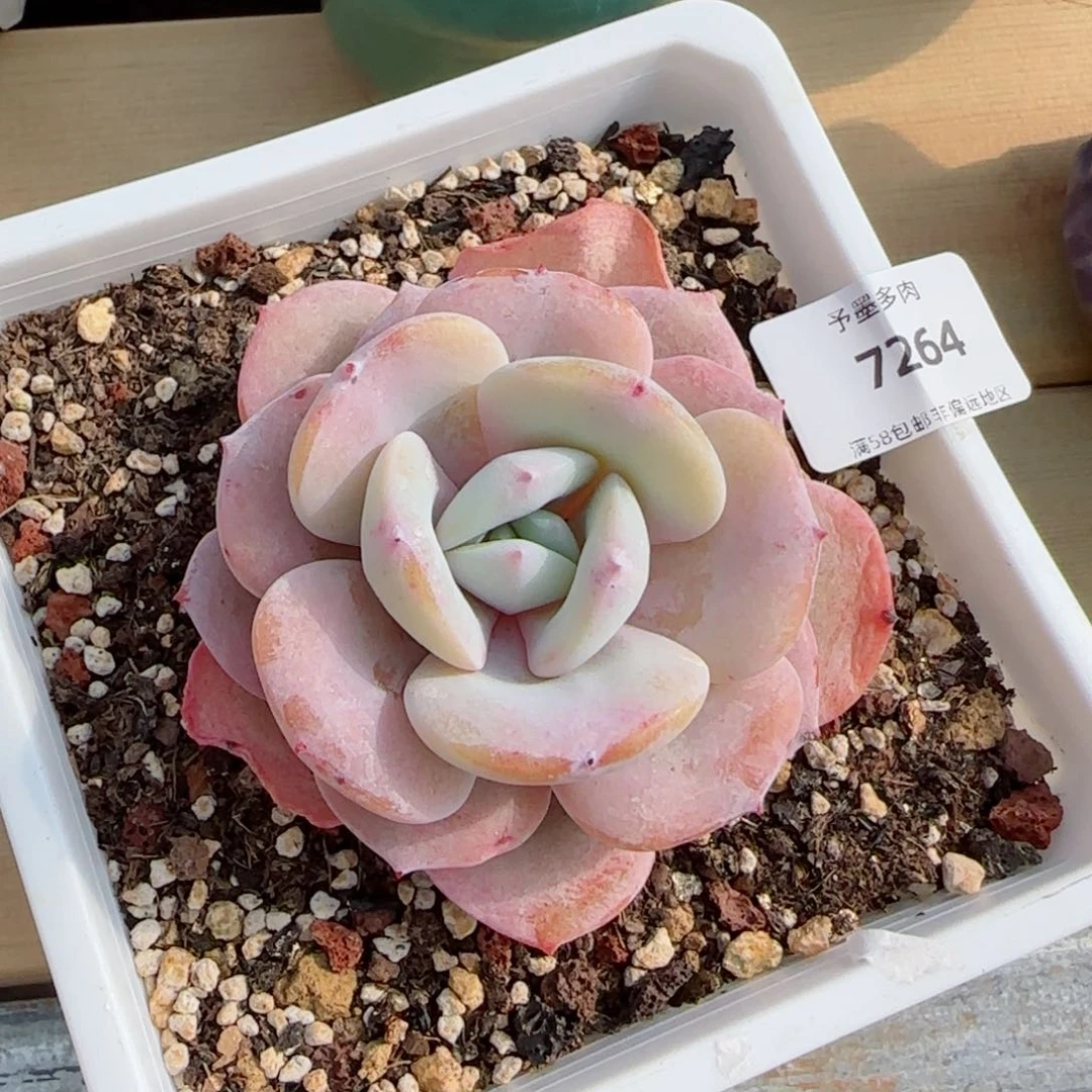 奶茶，7264多肉植物