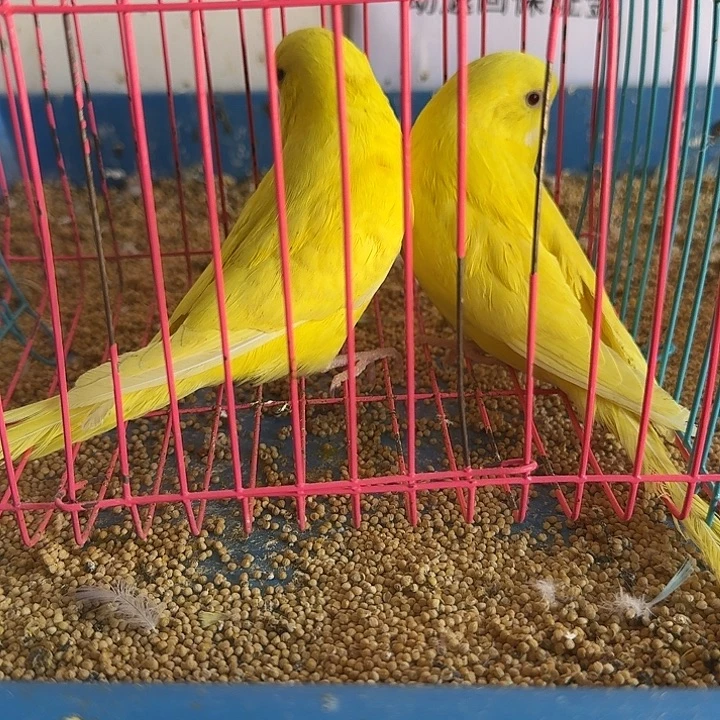 虎皮鹦鹉大头在线