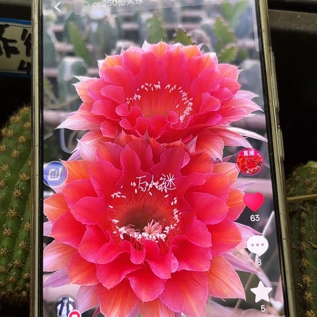 万人迷无根侧牙20包邮9