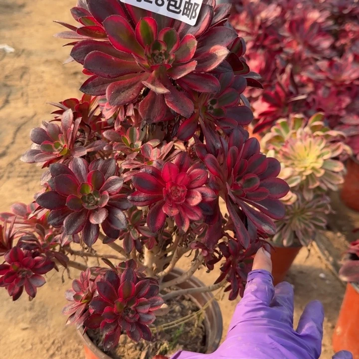 6383一号棚香奈尔B