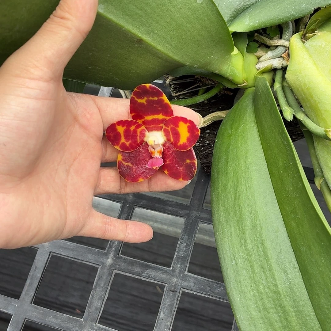 当前无花朵，栽培后可花朵A421