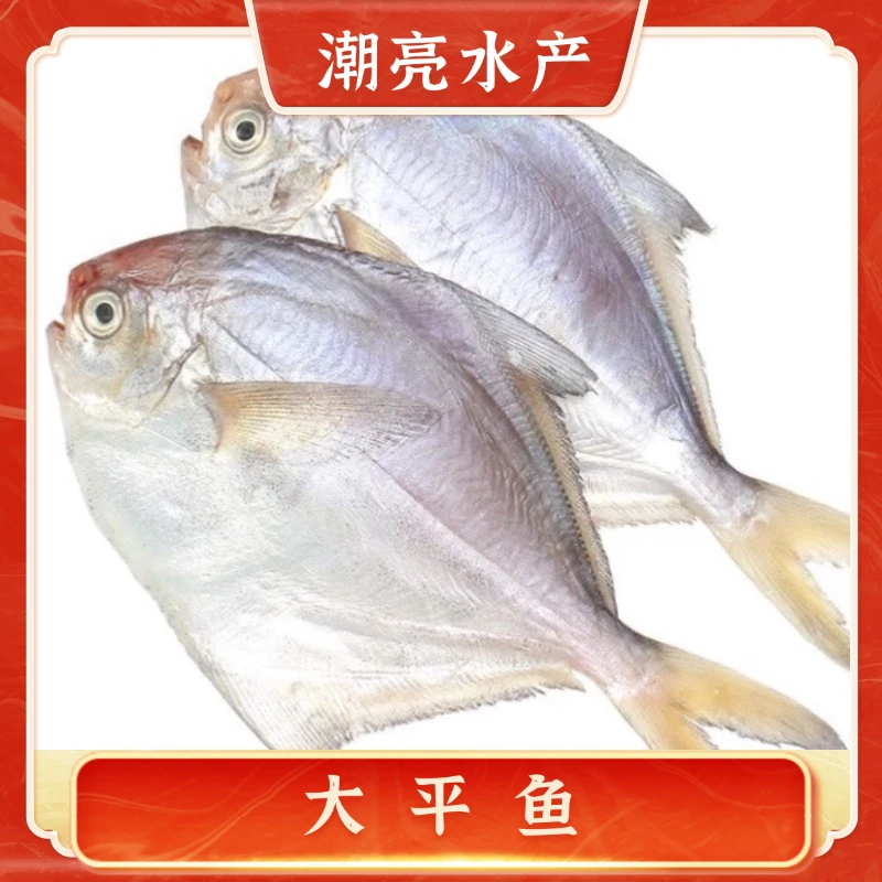 大平鱼 4-10斤 天津