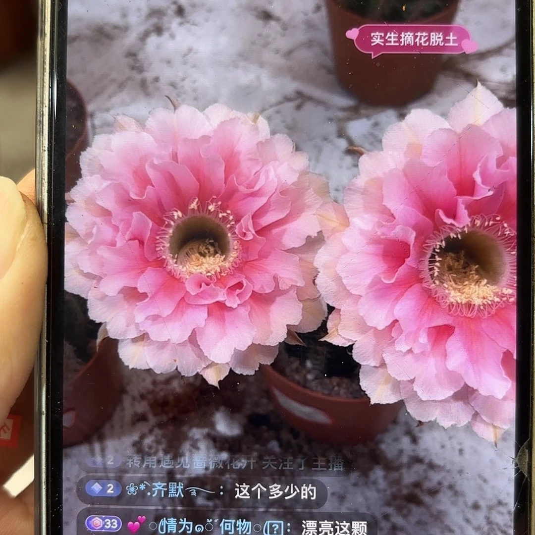 彩草珊瑚3公分侧牙