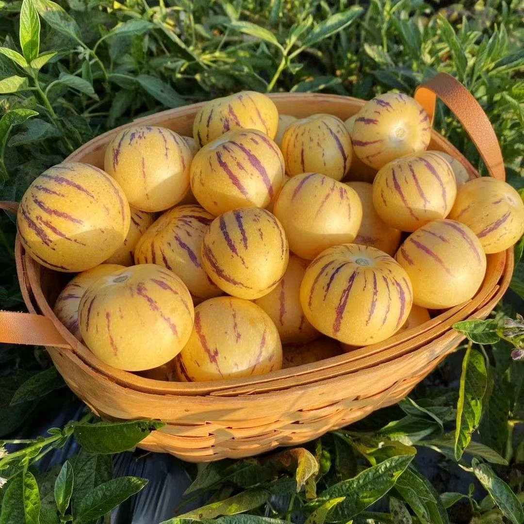 正宗人参果种子多年生水果种子四季播种人生果树种子庭院盆栽种子