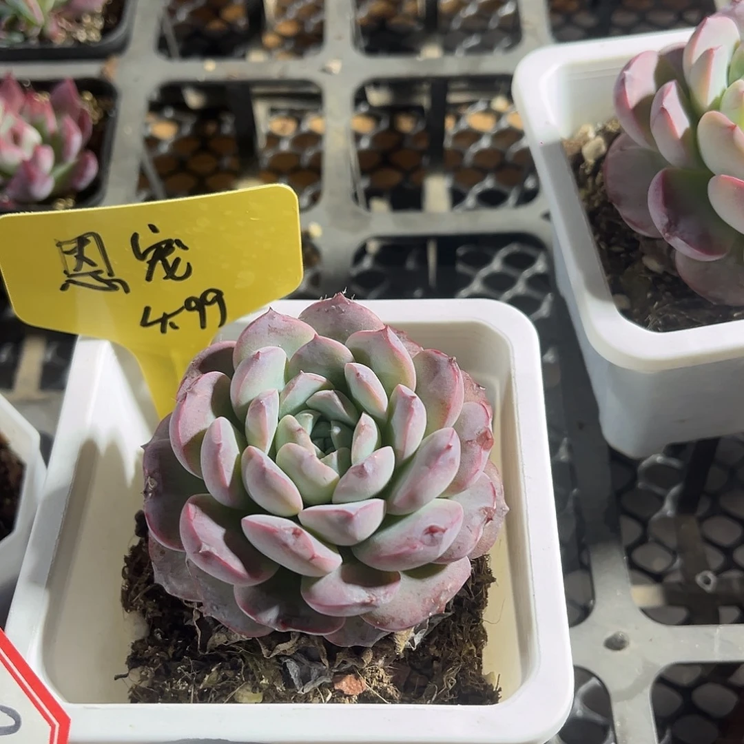 十方盆恩宠精品多肉植物