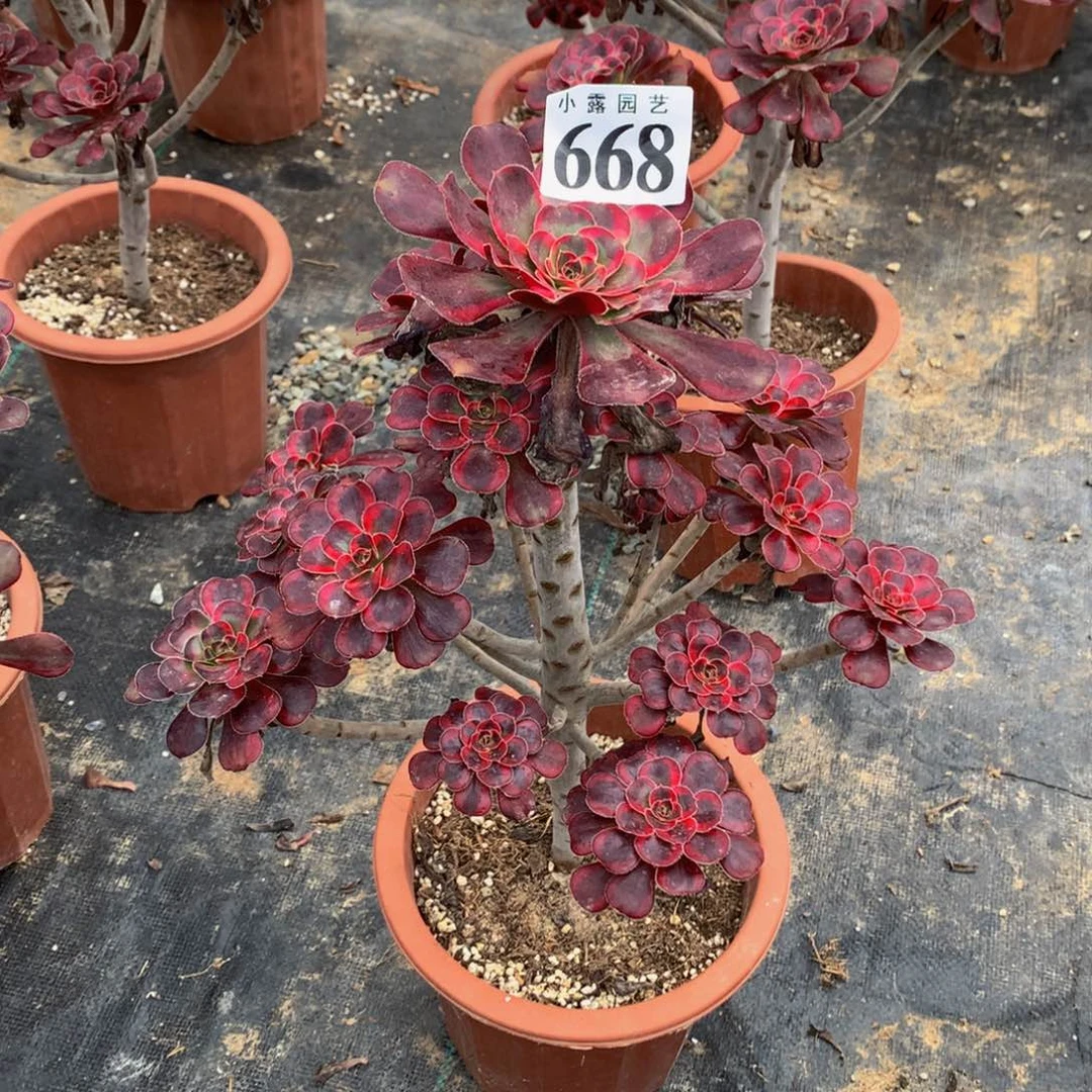不****豬668丽娜多肉888888