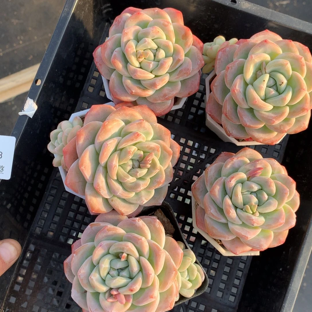 精控老桩冰玉5颗