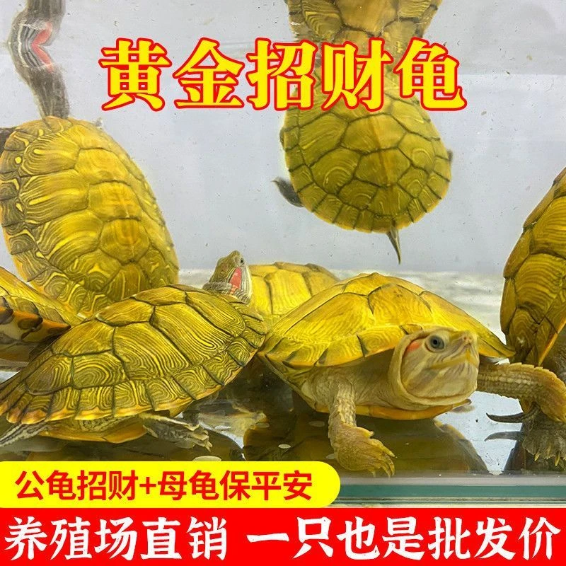 一对黄金龟宠物龟招财龟长寿龟好养观赏龟巴西乌龟家养活体乌龟
