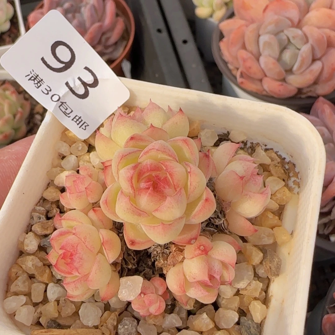 女王捧花不包整一颗