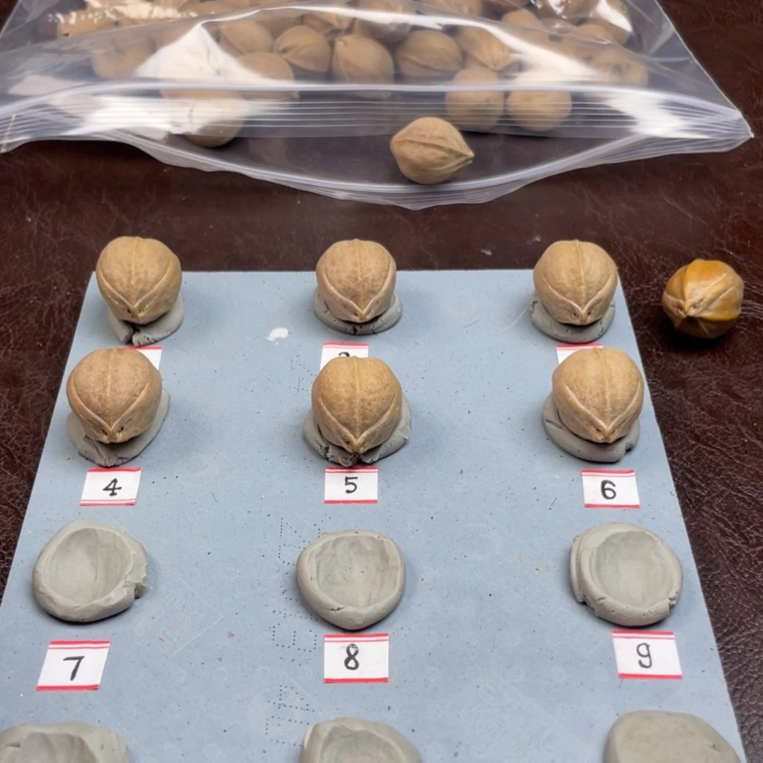 手串/手链橄榄核T****.21.27三通梅林铁核