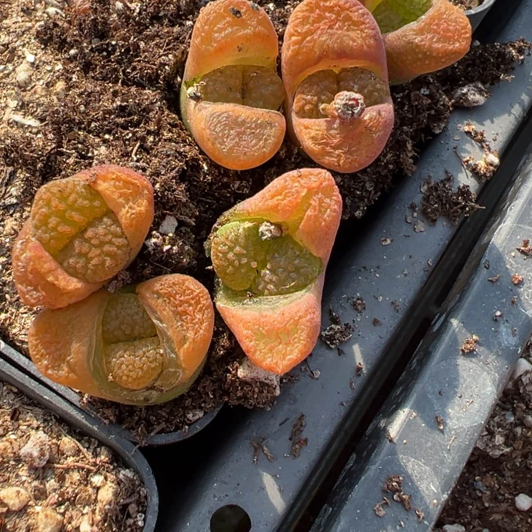 量拍超级蛋糕风铃一颗