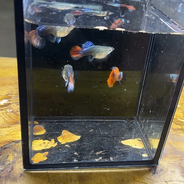 孔雀鱼象耳短体球5条