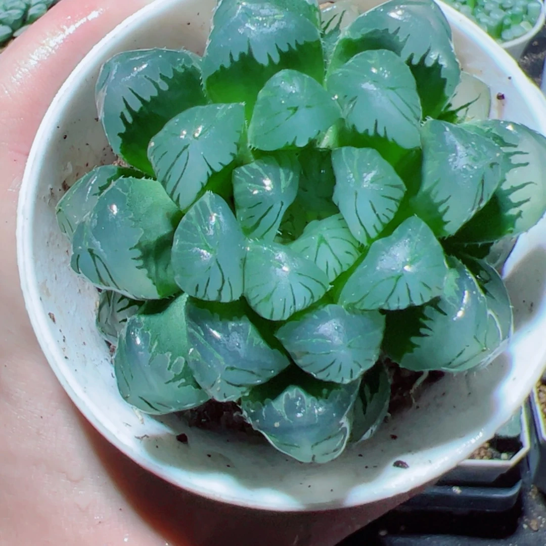 【闪购商品】大头玉露