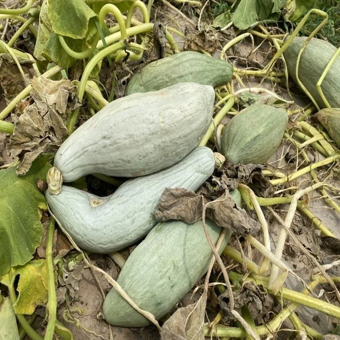 新疆贵族南瓜老南瓜长南瓜金丝栗沙漠银板栗南瓜丑瓜倭瓜粉香甜糯