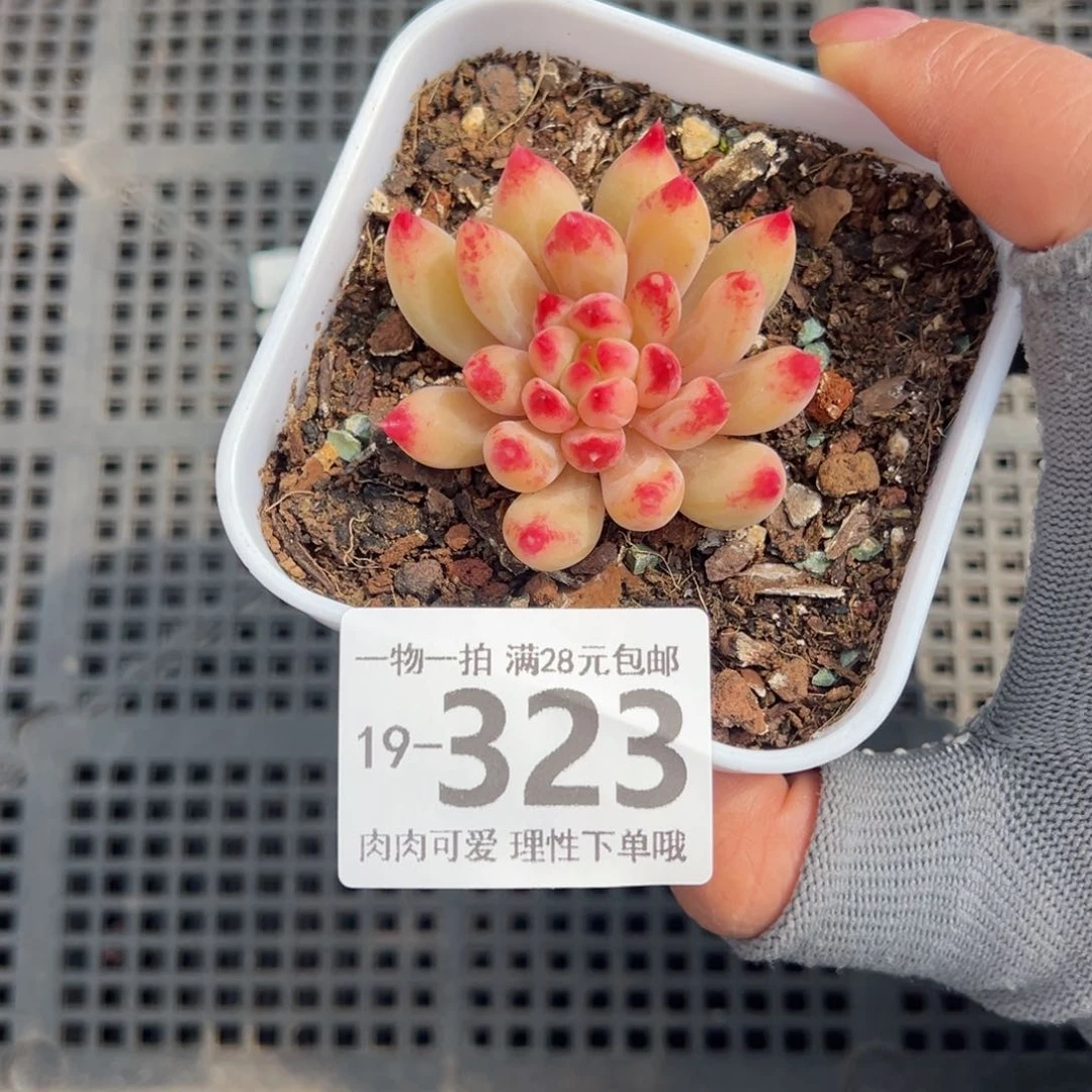 甜*?虞美人多肉多肉多肉多肉