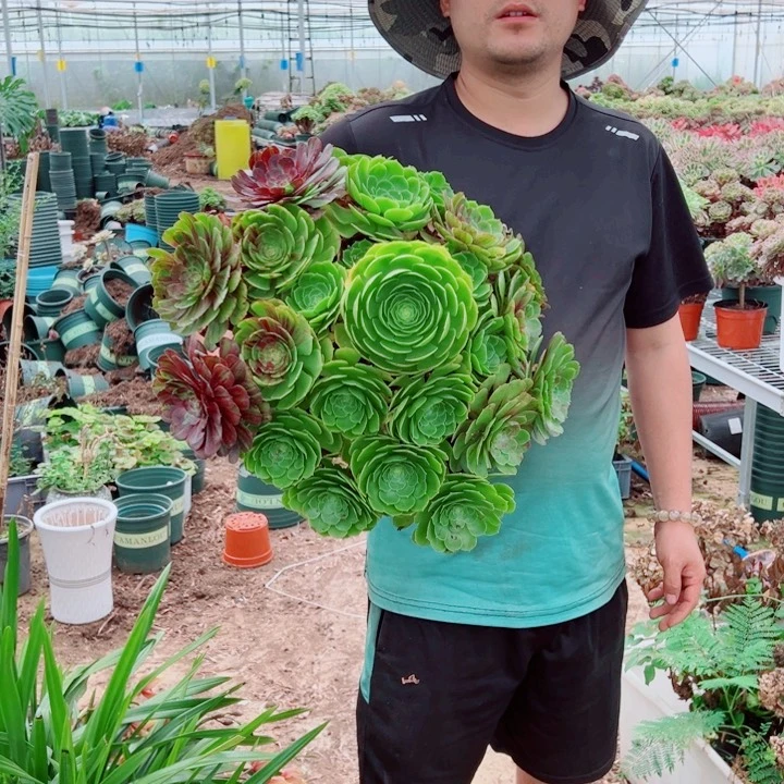 超大花月夜多肉法师