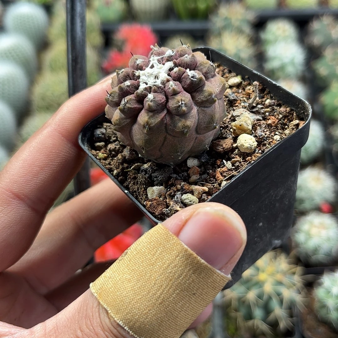 蜥蜴皮单头发货单头发货