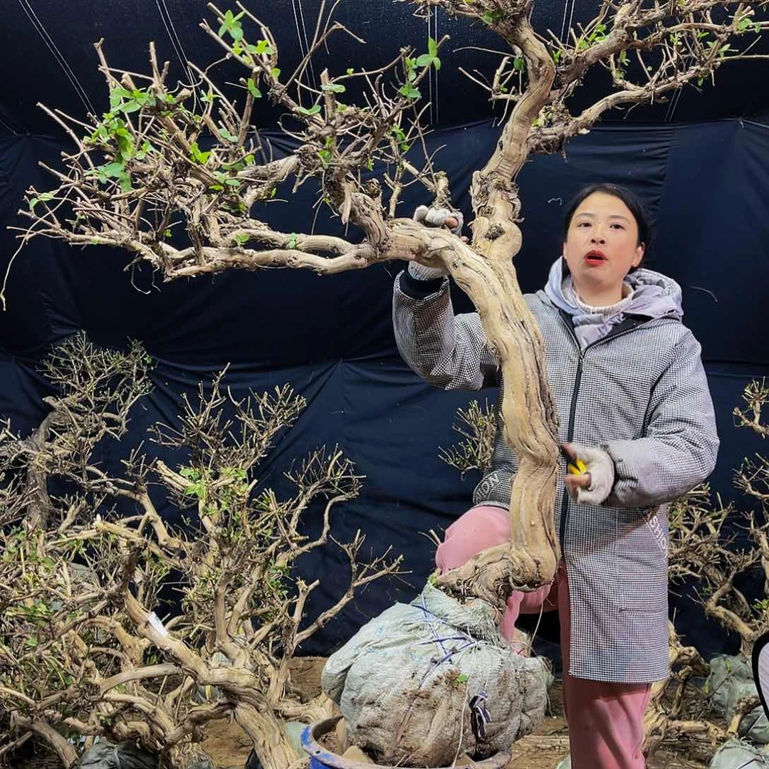 金银花的故事是一个人的