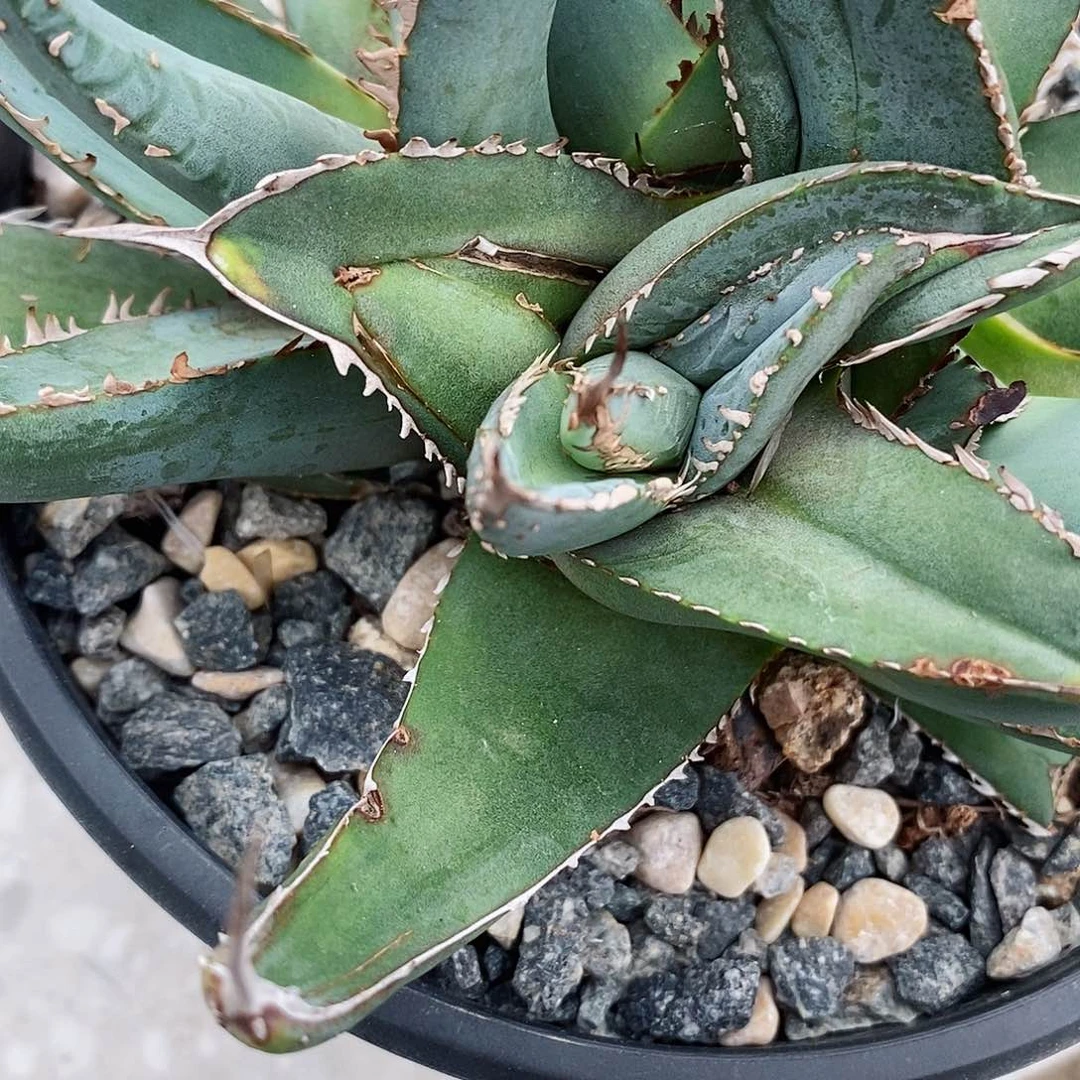 子*实生帝释天。龙舌兰。