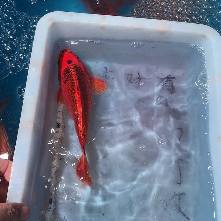 蝴蝶鲤鱼渔场直发39