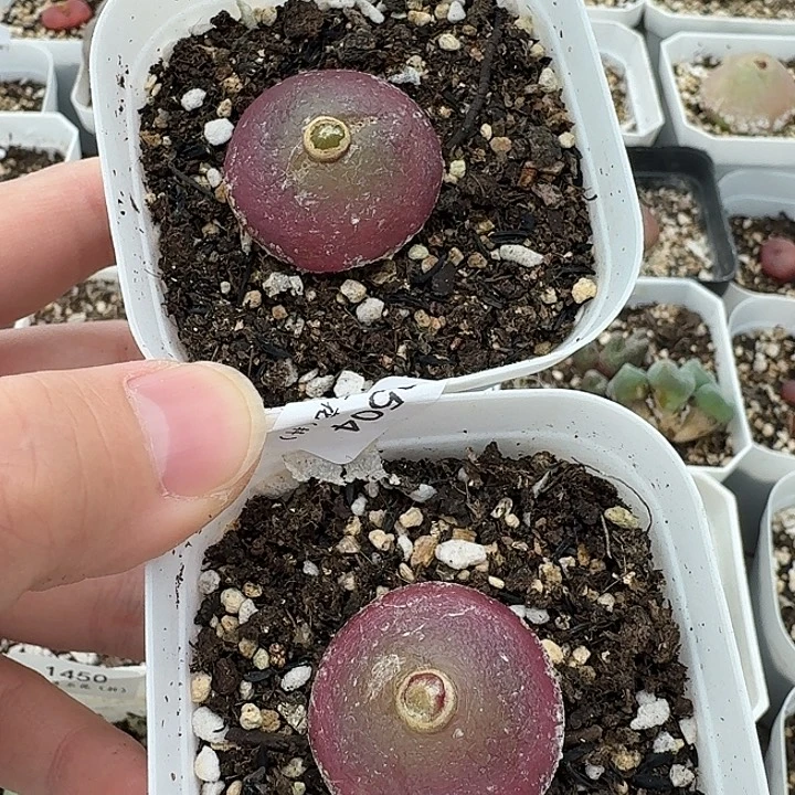 老马生石花2.7灯泡2504