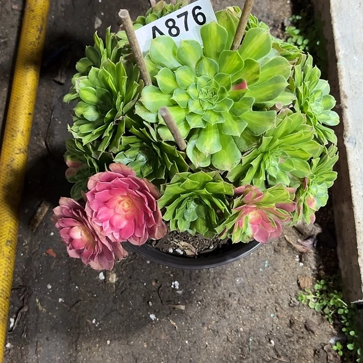 876知否法师多肉植物