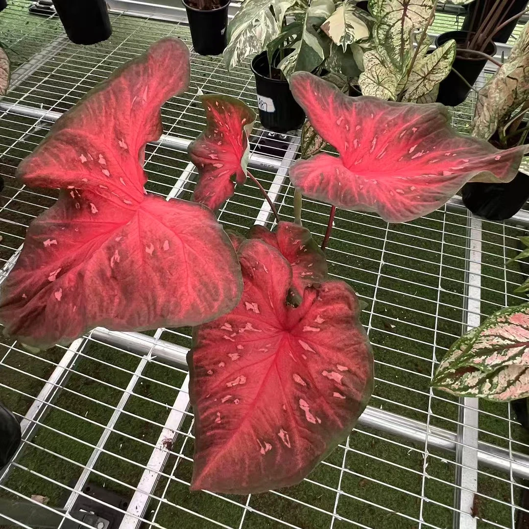 【红色闪光】彩叶芋锦化进口超大球根室内桌面阳台好养热植