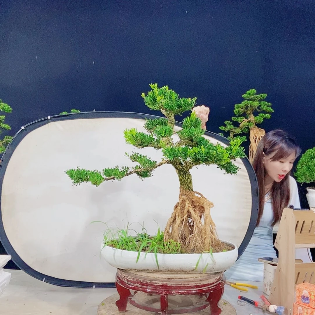 无花朵广东小叶黄杨