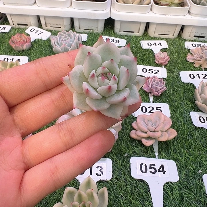 吉娃娃锦一颗一物一拍