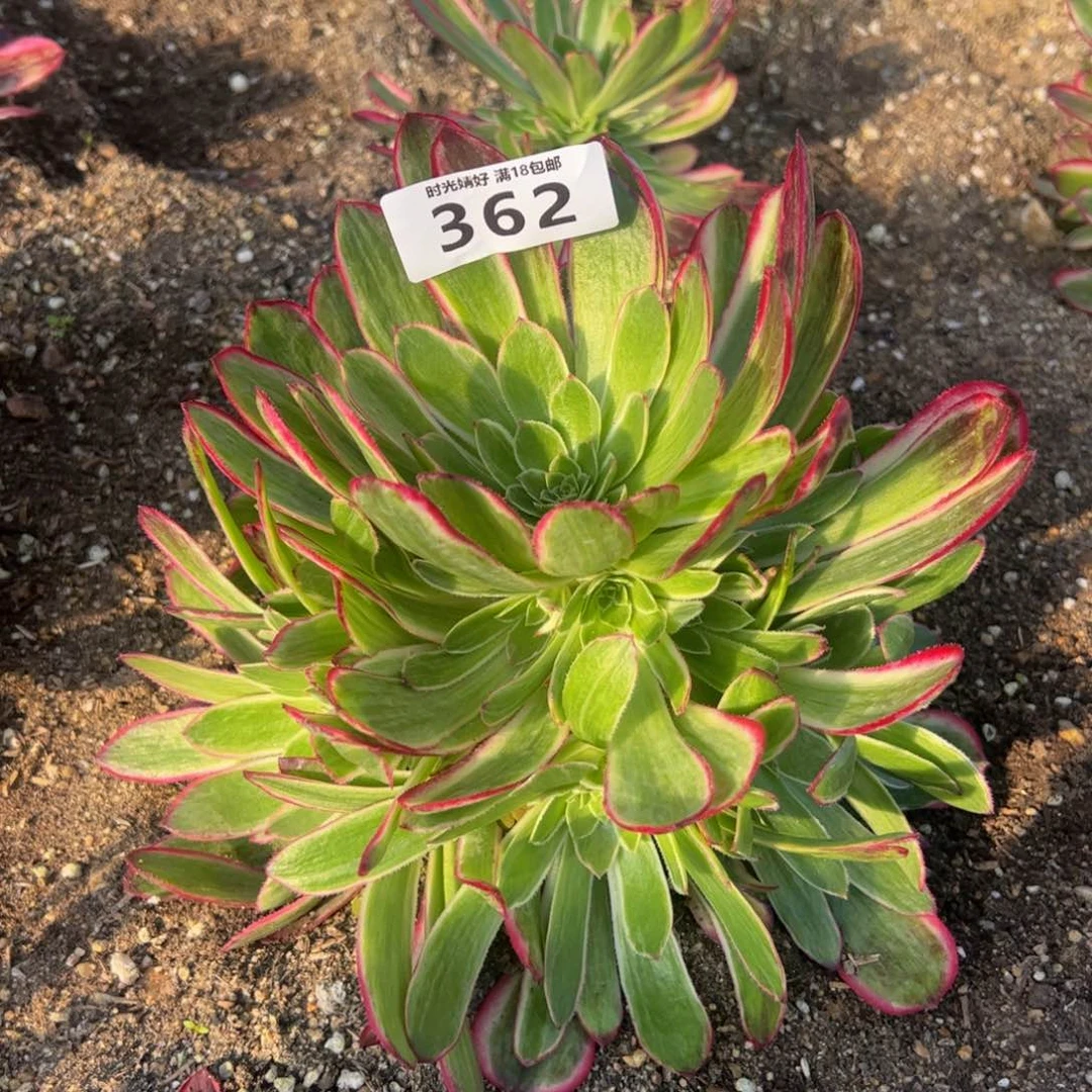 362孔雀翎多肉植物