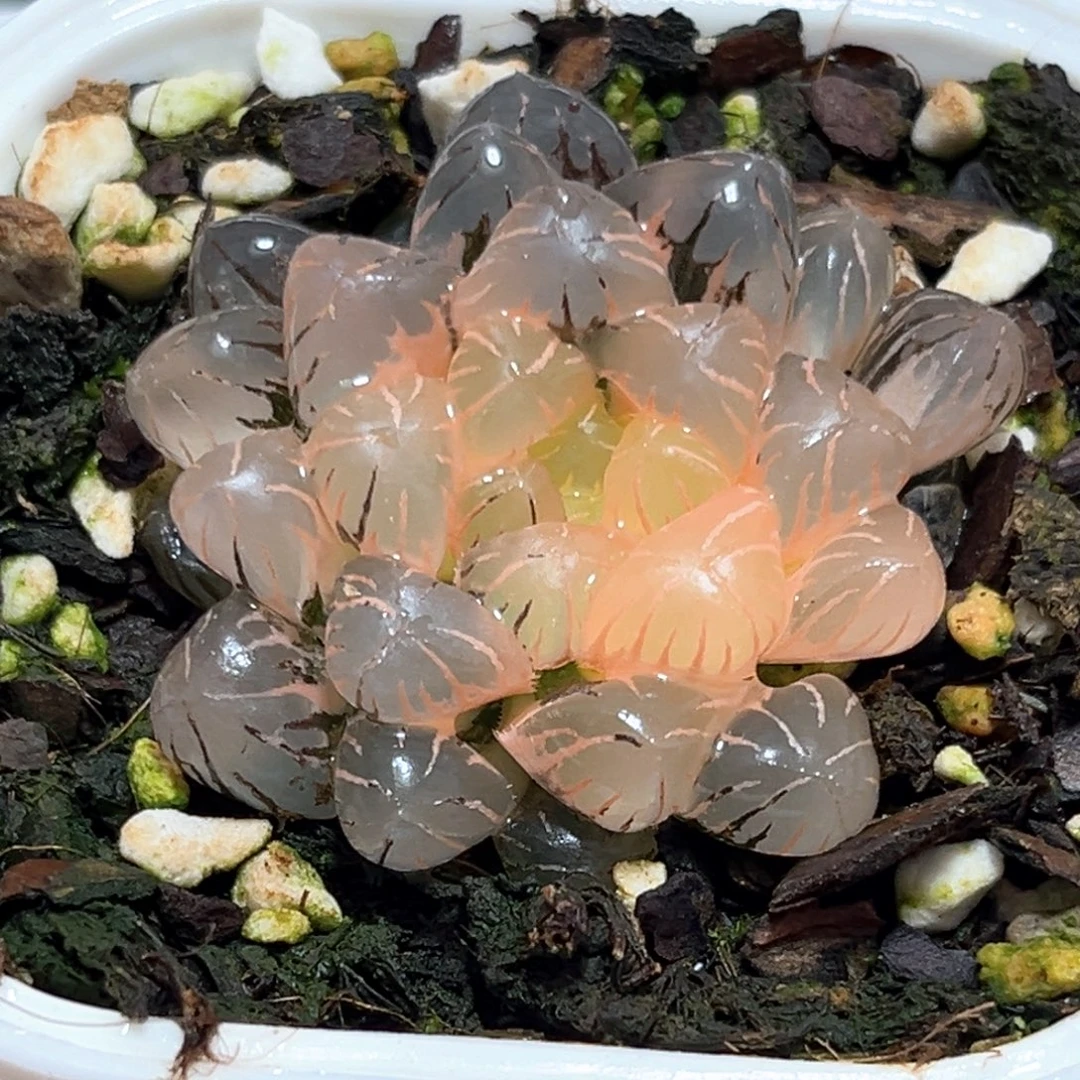 恭喜发财大吉大利4664