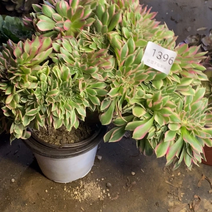 休***️女神多肉断头不包1396