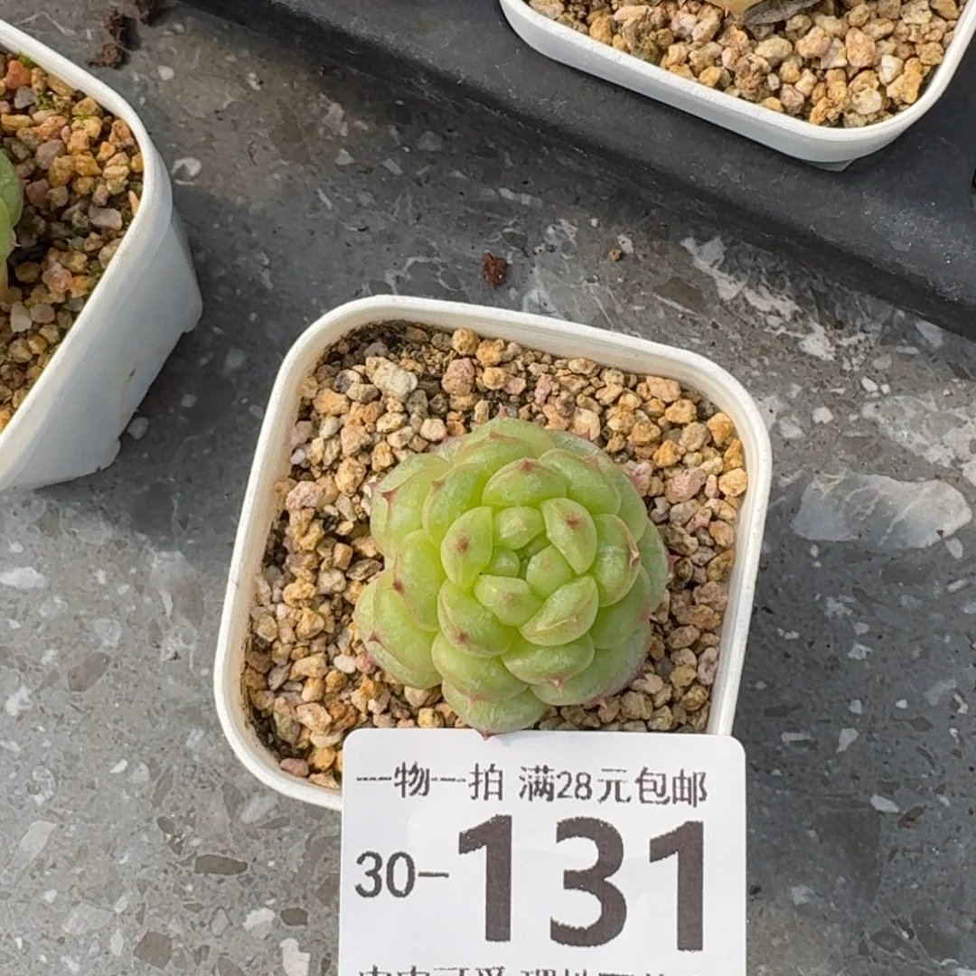 阳光玫瑰无盆土发货