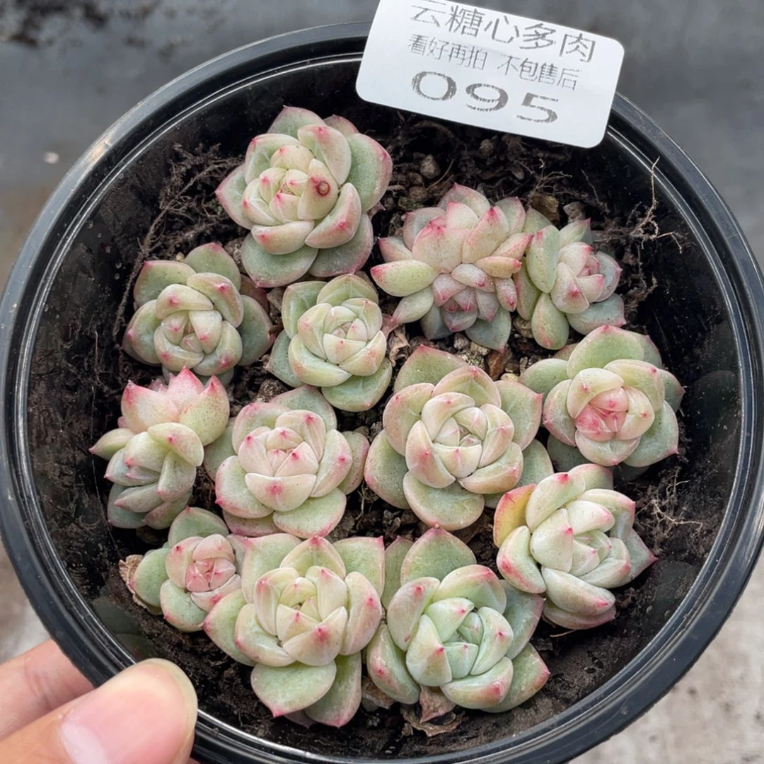 云糖心多肉植物95