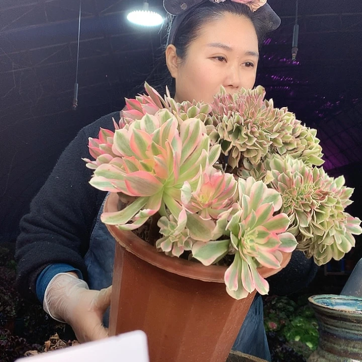 柒柒精品多肉脱土发货不包断侧枝S628