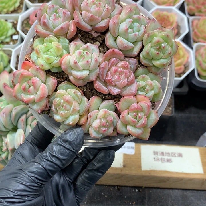 珍妮切糕保14颗懒羊羊