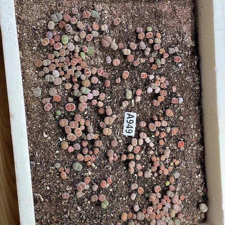 生950石花整筐脱土发货