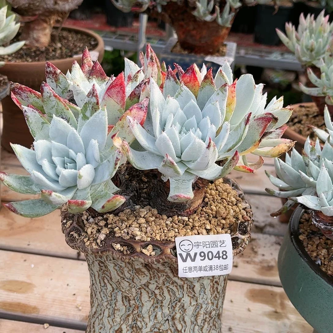 .****.9048苹果叶杂交仙女杯多肉