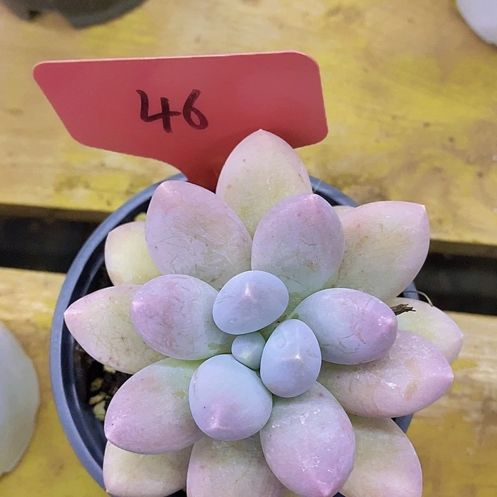 开心多肉，一物一拍，拍冷链接包黑腐