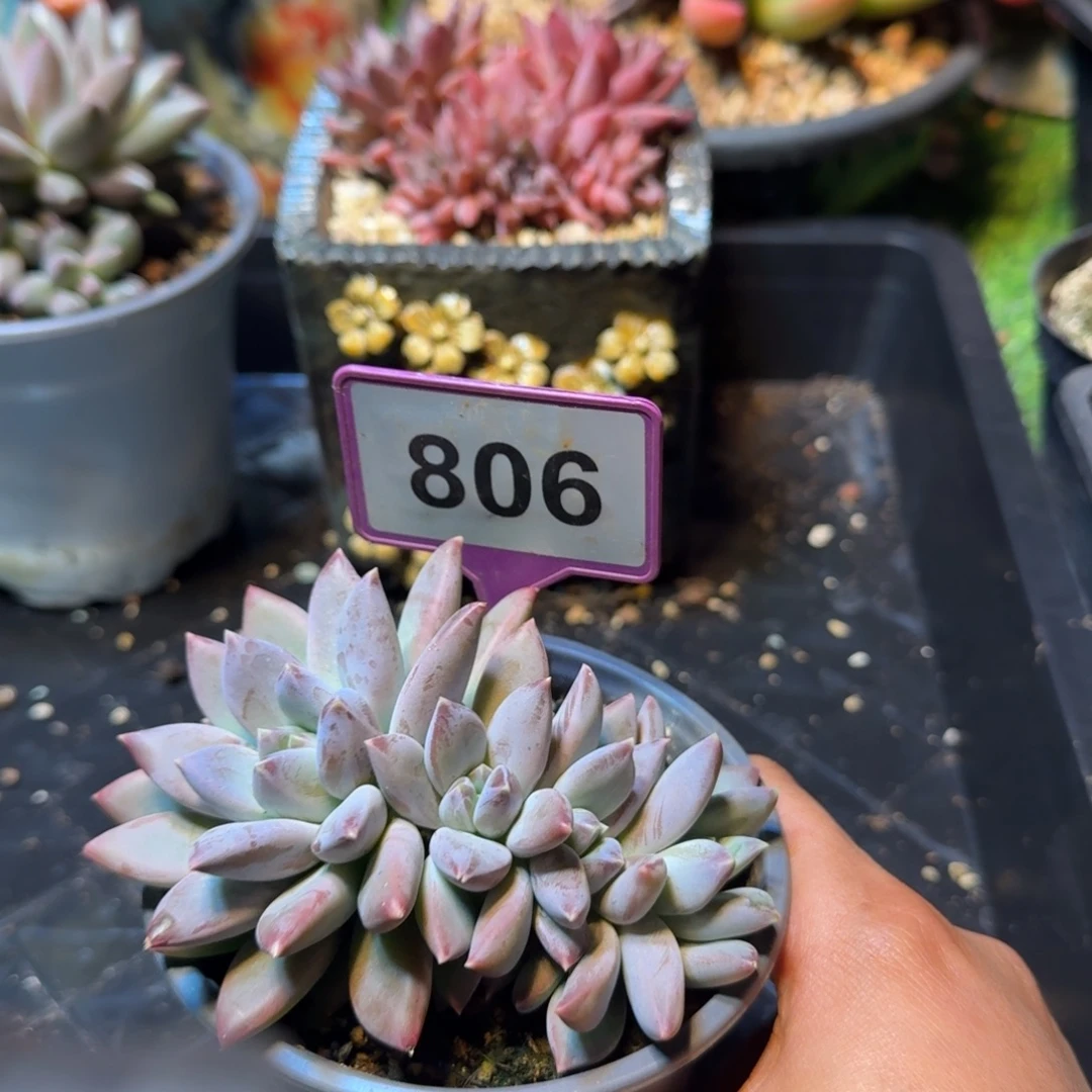 多肉植物天使之翼806