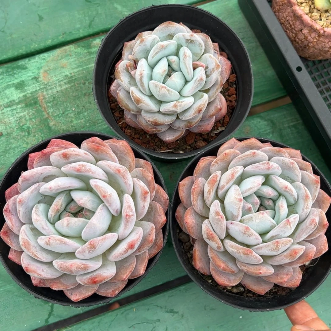 啊石榴籽星影小树福利三颗