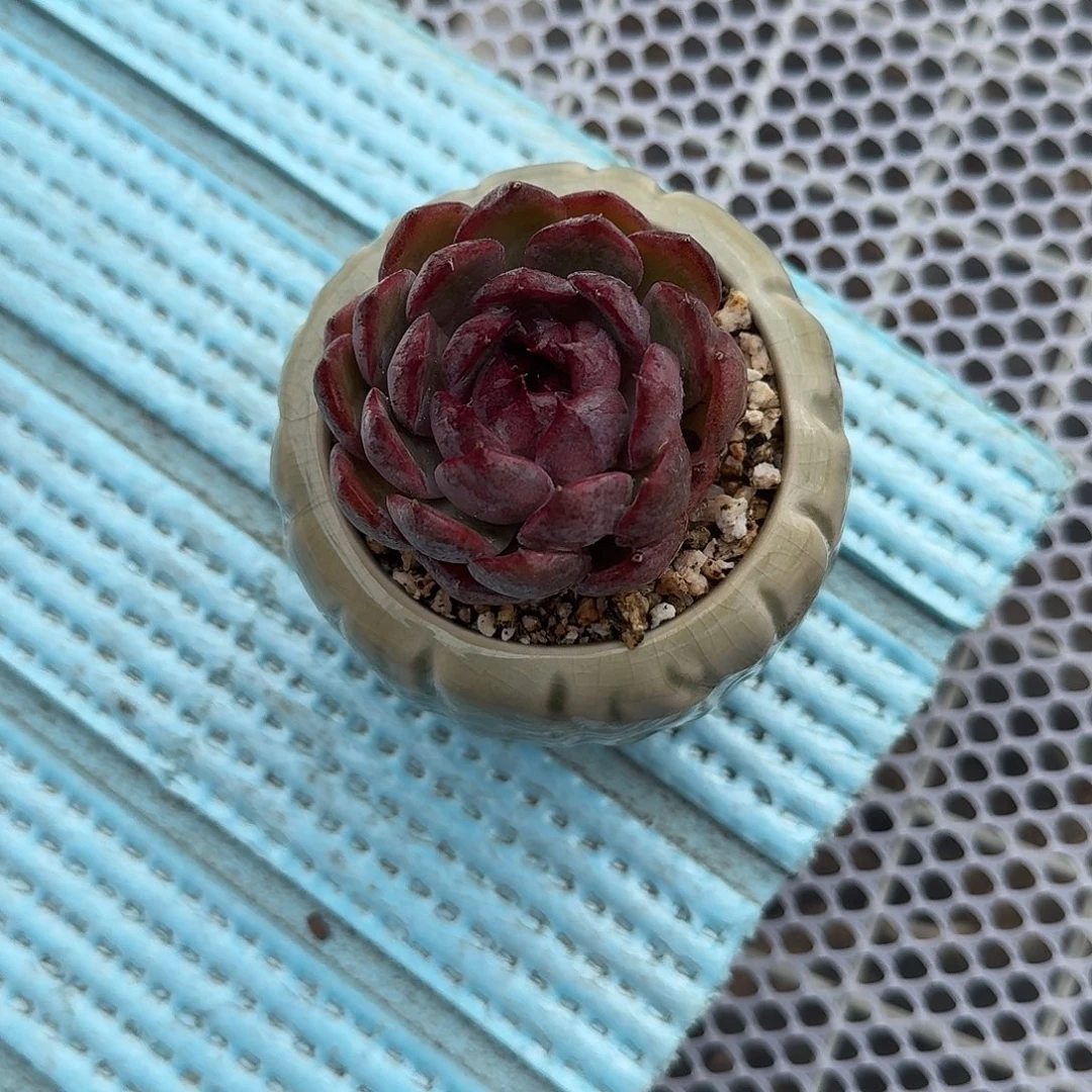 蓝莓带盆多肉植物