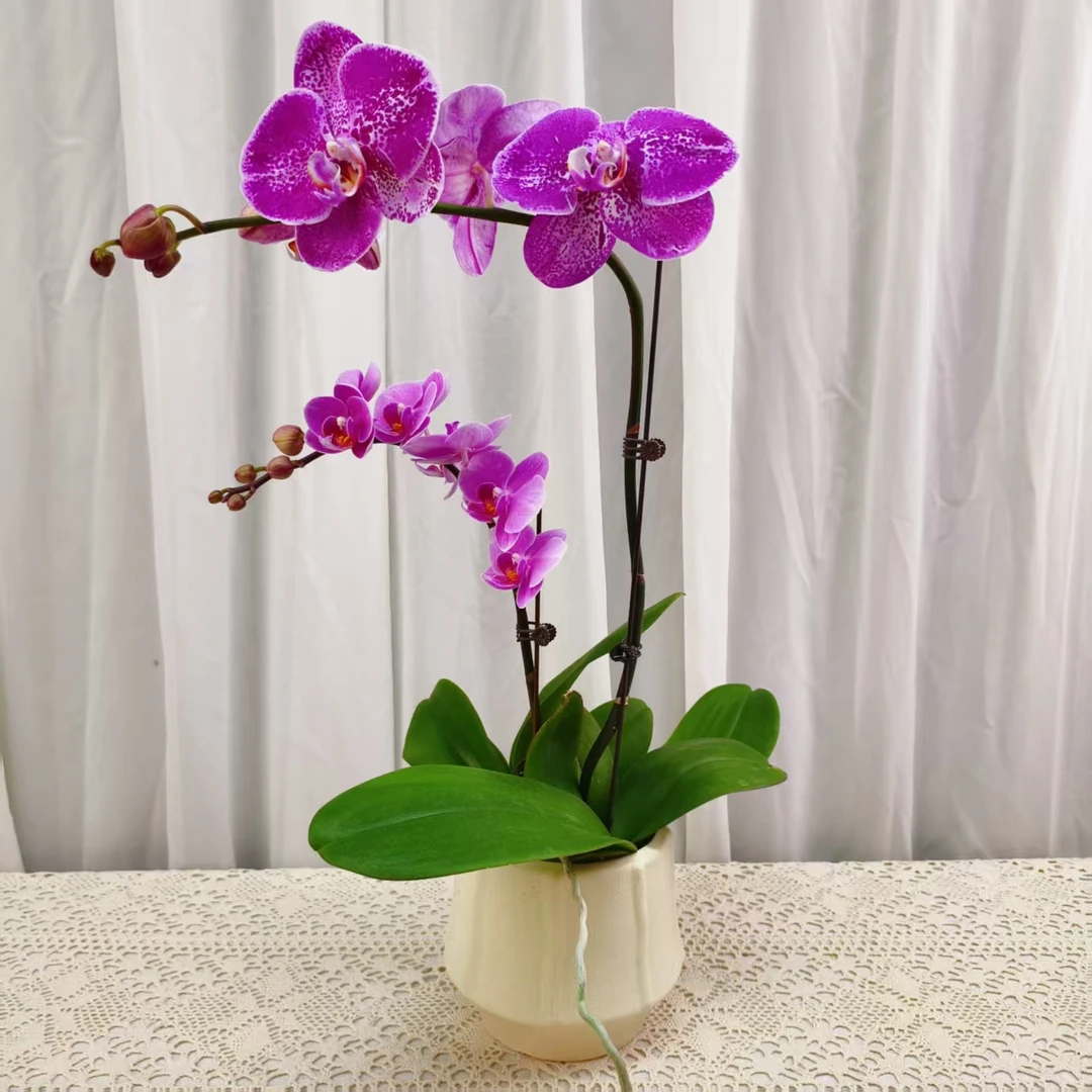 国华优选【紫星】蝴蝶兰绿植花卉艺术高级盆栽植株很好养