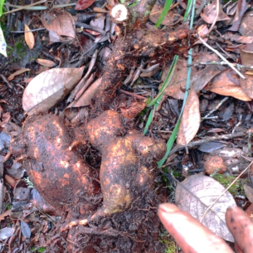 【闪购商品】无花朵